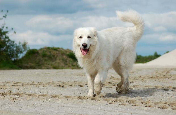 (AKC Onaylı) Dünyanın en büyük 22 köpek cinsi (Güncel)