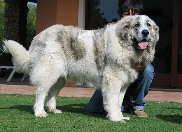 (AKC Onaylı) Dünyanın en büyük 22 köpek cinsi (Güncel)
