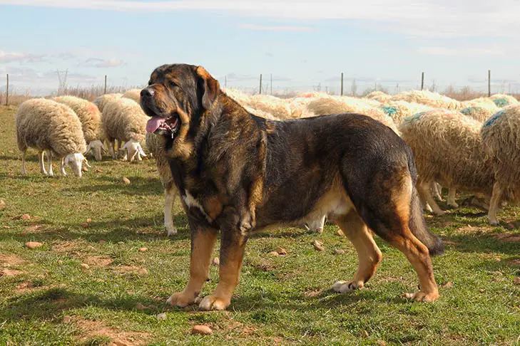 (AKC Onaylı) Dünyanın en büyük 22 köpek cinsi (Güncel)