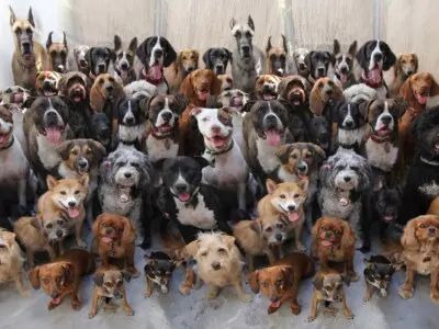 Dünyada Kaç Çeşit Köpek Türü Var?