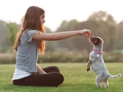 Köpek Eğitimi Aşamaları Nelerdir?