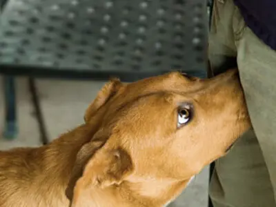 Köpekler insanları neden koklar?