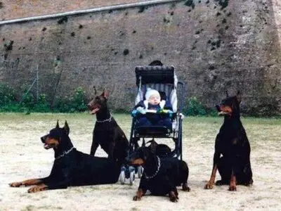 Köpekler ne zaman korumaya başlar?