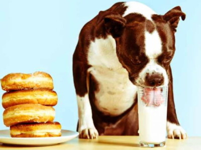 Köpekler süt içer mi? (Veterinerlerden açıklamalar!)