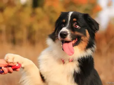 Köpeklerde İleri İtaat Eğitimi Nedir?