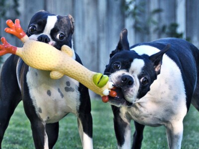 Köpeklere Neden Tavuk Eti Verilmez?