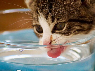 Yavru Kediler Ne Zaman Su İçmeye Başlar?