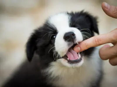 Yavru Köpek Isırırsa Kuduz Olunur Mu?