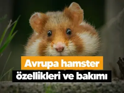 Avrupa hamster özellikleri ve bakımı