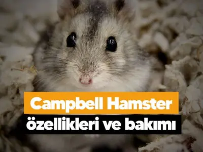 Campbell Hamster özellikleri ve bakımı