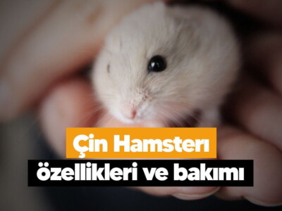 Çin Hamsterı özellikleri ve bakımı