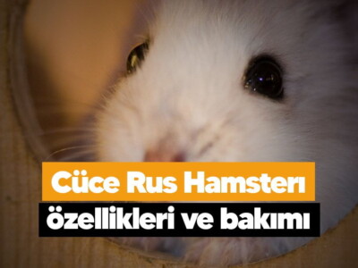 Cüce Rus Hamsterı özellikleri ve bakımı