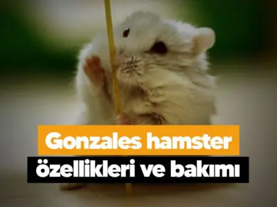 Gonzales hamster özellikleri ve bakımı