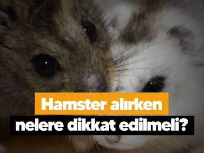 Hamster alırken nelere dikkat edilmeli?