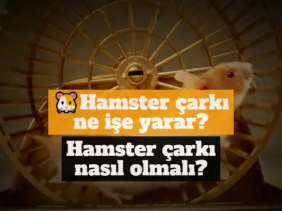 Hamster çarkı ne işe yarar ve hamster çarkı nasıl olmalı?
