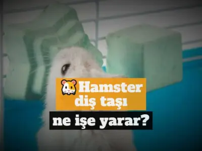 Hamster diş taşı ne işe yarar?