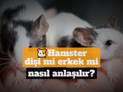 Hamster dişi mi erkek mi nasıl anlaşılır?