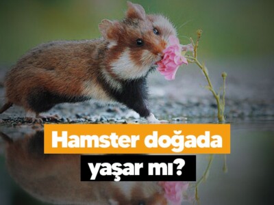 Hamster doğada yaşar mı?