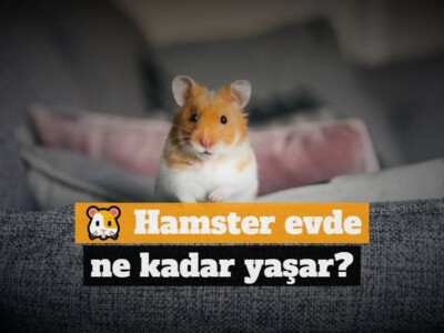Hamster evde ne kadar yaşar?