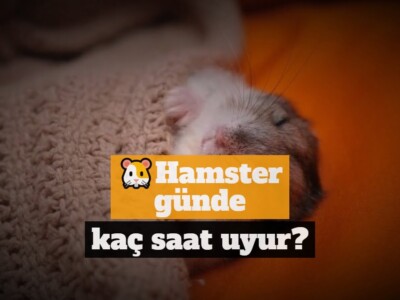 Hamster günde kaç saat uyur?