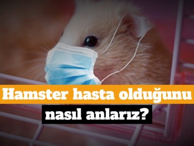Hamster hasta olduğunu nasıl anlarız?