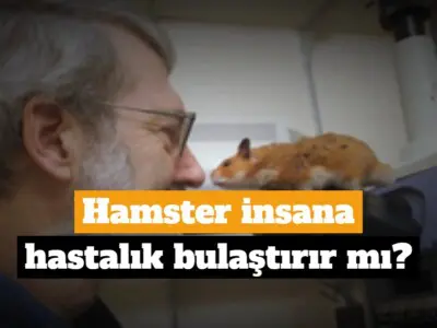 Hamster insana hastalık bulaştırır mı?