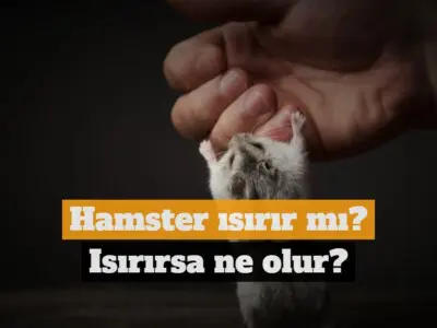 Hamster ısırır mı, ısırırsa ne olur?