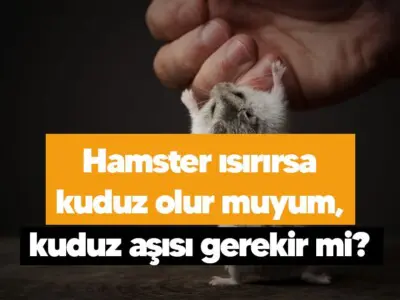 Hamster ısırırsa kuduz olur muyum, kuduz aşısı gerekir mi?