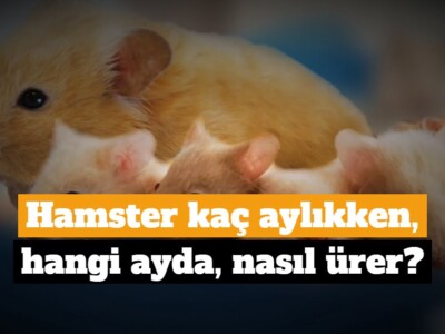 Hamster kaç aylıkken, hangi ayda, nasıl ürer?
