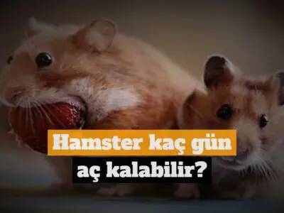 Hamster kaç gün aç kalabilir?