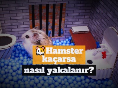 Hamster kaçarsa nasıl yakalanır?