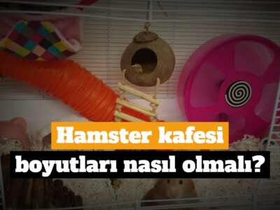 Hamster kafesi boyutları nasıl olmalı?