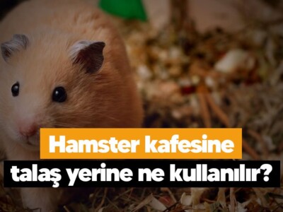 Hamster kafesine talaş yerine ne kullanılır?