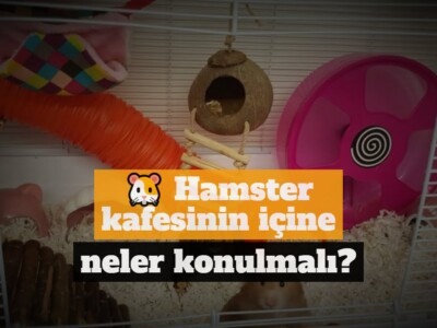 Hamster kafesinin içine neler konulmalı?