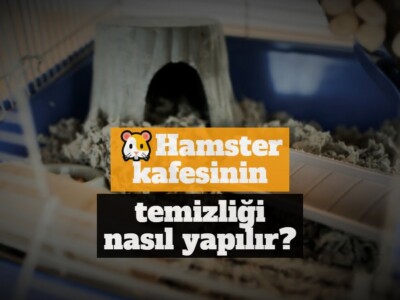 Hamster kafesinin temizliği nasıl yapılır?