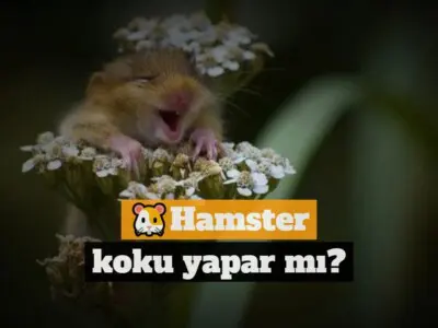 Hamster koku yapar mı?