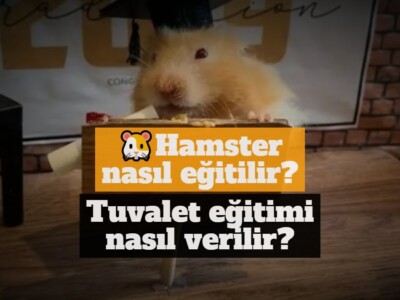 Hamster nasıl eğitilir, tuvalet eğitimi nasıl verilir?