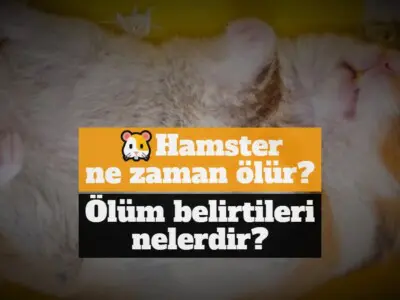 Hamster ne zaman ölür, ölüm belirtileri nelerdir?