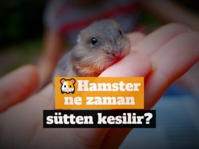 Hamster ne zaman sütten kesilir?
