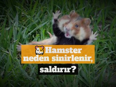 Hamster neden sinirlenir ve saldırır?