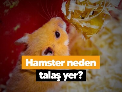 Hamster neden talaş yer?