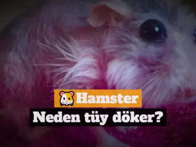 Hamster neden tüy döker?