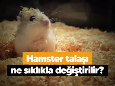 Hamster talaşı ne sıklıkla değiştirilir?