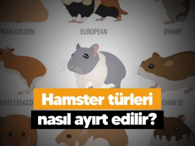 Hamster türleri nasıl ayırt edilir?