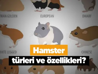 Hamster türleri ve özellikleri?