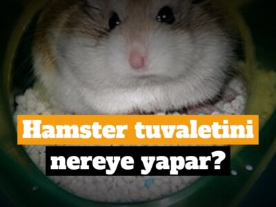 Hamster tuvaletini nereye yapar?