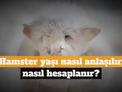 Hamster yaşı nasıl anlaşılır, nasıl hesaplanır?