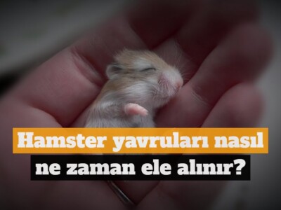 Hamster yavruları nasıl ve ne zaman ele alınır?
