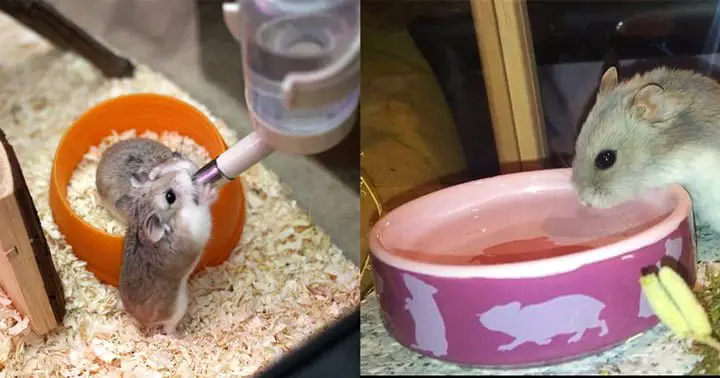 Hamsterlar hakkında sıkça sorulan sorular ve cevapları