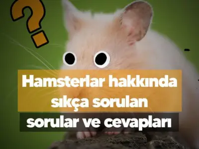 Hamsterlar hakkında sıkça sorulan sorular ve cevapları